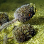 Erlenfrucht, Tauchen im Großer Seddiner See, Tauchen in Brandenburg