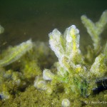 Armleuchteralge, Tauchen im Großer Seddiner See, Tauchen in Brandenburg