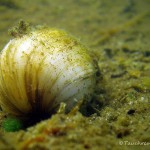 Teichmuschel, Tauchen im Großer Seddiner See, Tauchen in Brandenburg