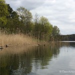 Haubentaucher Brutkolonie