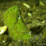 Süßwasserschwamm, Tauchen im Peetzsee, Tauchen in Brandenburg