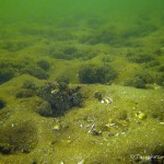 Dreikantmuscheln, Tauchen im Peetzsee, Tauchen in Brandenburg