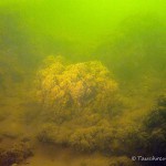 Kahn, Wrack, Heck, Tauchen im Peetzsee, Tauchen in Brandenburg