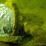 Toter Wasservogel, Tauchen im Peetzsee, Tauchen in Brandenburg