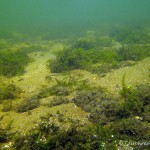 Gemeines Brunnemoos, Tauchen im Peetzsee, Tauchen in Brandenburg