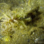 Süßwasserpolypen, Tauchen im Peetzsee, Tauchen in Brandenburg