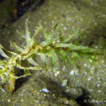 Wasserpest, Tauchen im Peetzsee, Tauchen in Brandenburg