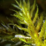 Wasserpest, Tauchen im Peetzsee, Tauchen in Brandenburg