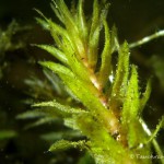 Wasserpest, Tauchen im Peetzsee, Tauchen in Brandenburg