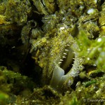 Teichmuschel, Tauchen im Peetzsee, Tauchen in Brandenburg