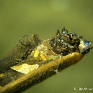 Köcherfliegenlarve