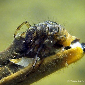 Köcherfliegenlarve