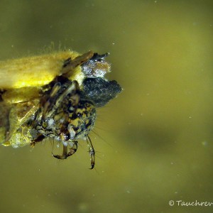 Köcherfliegenlarve