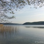 Werbellinsee, Dornbusch