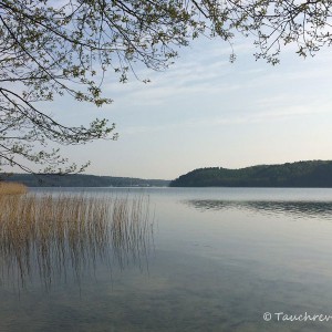 Werbellinsee, Dornbusch