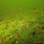 Algendecke, Tauchen im Dovinsee, Tauchen in Brandenburg