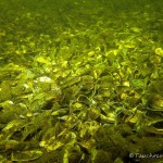 Muschelfriedhof, Tauchen im Dovinsee, Tauchen in Brandenburg