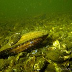 Teichmuschel, Tauchen im Dovinsee, Tauchen in Brandenburg