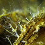 Süßwasserpolypen, Tauchen im Dovinsee, Tauchen in Brandenburg