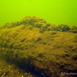 alter Baumstamm, Tauchen im Dovinsee, Tauchen in Brandenburg