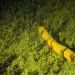 Ausscheidungen von Karpfenartigen, Tauchen im Dovinsee, Tauchen in Brandenburg