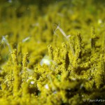 Süßwasserpolypen, Tauchen im Dovinsee, Tauchen in Brandenburg