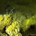 Dreikantmuschel mit Hydren, Tauchen im Dovinsee, Tauchen in Brandenburg