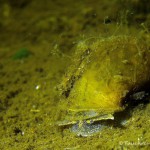 Schlammschnecke, Tauchen im Dovinsee, Tauchen in Brandenburg