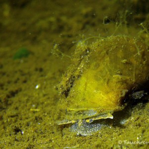Schlammschnecke