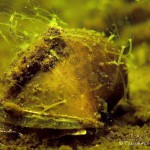 Schlammschnecke, Tauchen im Dovinsee, Tauchen in Brandenburg