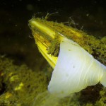 Teichmuschel mit Fußmuskel, Tauchen im Dovinsee, Tauchen in Brandenburg