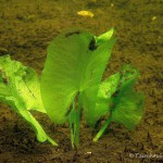 Teichrose, Tauchen im Dovinsee, Tauchen in Brandenburg