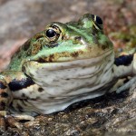 Teichfrosch