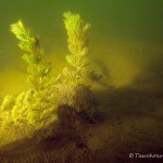 Ähriges Tausendblatt, Tauchen im Obersee, Tauchen in Brandenburg