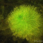 Quirliges Tausendblatt, Tauchen im Obersee, Tauchen in Brandenburg