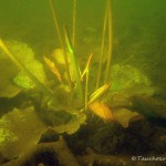 Seerose, Tauchen im Obersee, Tauchen in Brandenburg