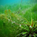 Unterwasserpflanzen (Makrophyten)
