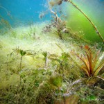 Unterwasserpflanzen (Makrophyten)
