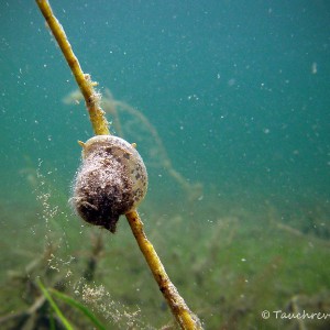 Ohrschlammschnecke