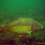 Spiegelkarpfen, Tauchen im Ruhlesee, Tauchen in Brandenburg