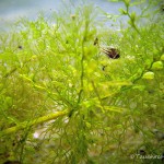 Gewöhnlicher Wasserschlauch, Fangblasen, Tauchen im Ruhlesee, Tauchen in Brandenburg