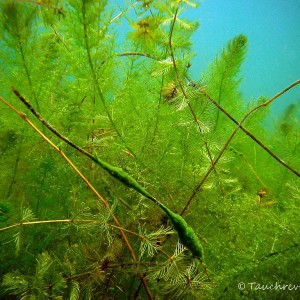 wachsender Süßwasserschwamm