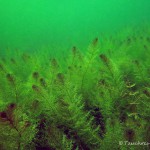 Gewöhnlicher Wasserschlauch, Tauchen im Ruhlesee, Tauchen in Brandenburg