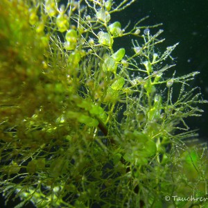 Gewöhnlicher Wasserschlauch, Fangblasen