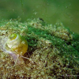 Süßwasserschnecke