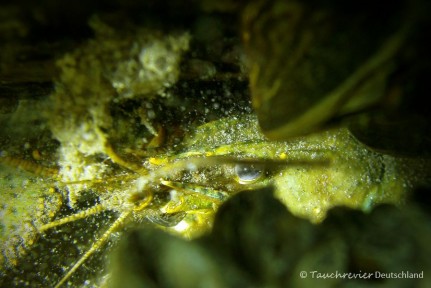 2015_05_29_Werbellinsee_118