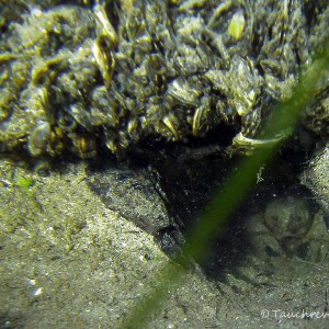 Flußkrebs im Versteck