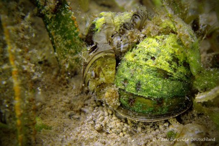 2015_05_29_Werbellinsee_132