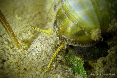 2015_05_29_Werbellinsee_134