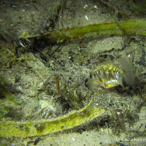 Dreistachliger Stichling bei der Brutpflege. Nest.